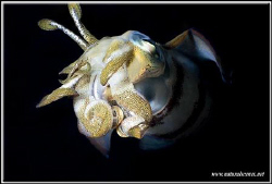 Squid during night dive, always a good subject; but not a... by Yves Antoniazzo 